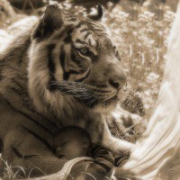 /album/galleria-fotografica/tigre-bianca-3-jpg/